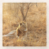 Lion Glasuntersetzer (Vorderseite)