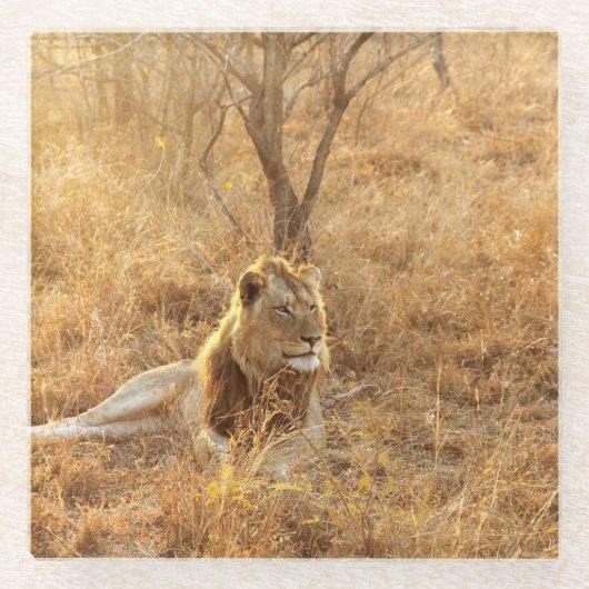 Lion Glasuntersetzer (Vorderseite)