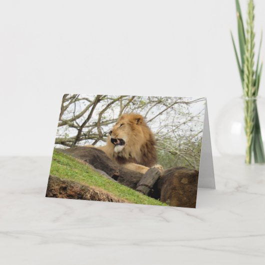 Lion Greeting Card (0356) Karte (Vorderseite)