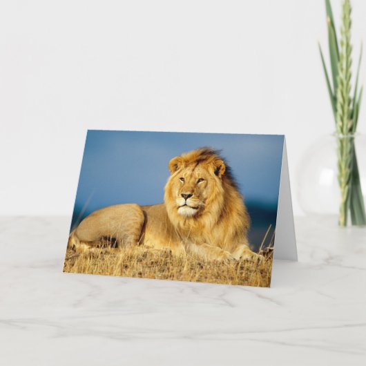 Lion Greeting Card Karte (Vorderseite)