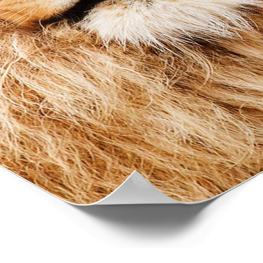 Lion Head Canvas Print Poster (Ecke)