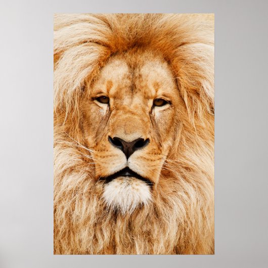 Lion Head Poster (Vorne)