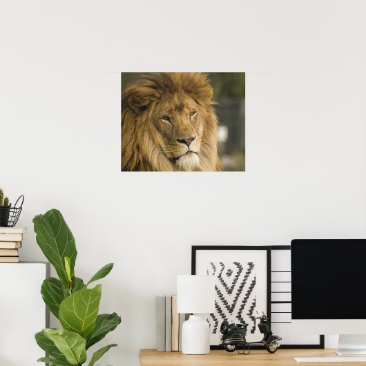 Lion Head Poster (Heimbüro)
