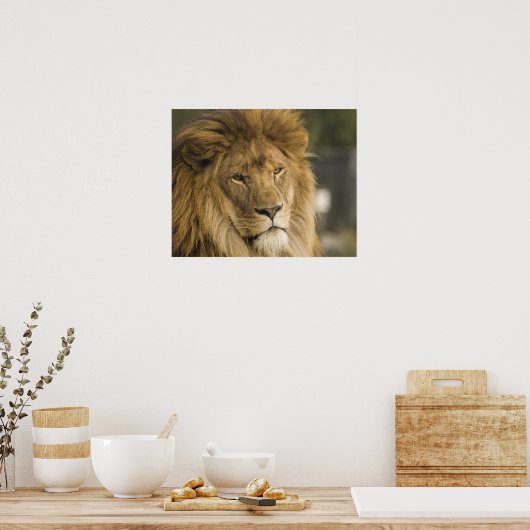 Lion Head Poster (Küche)