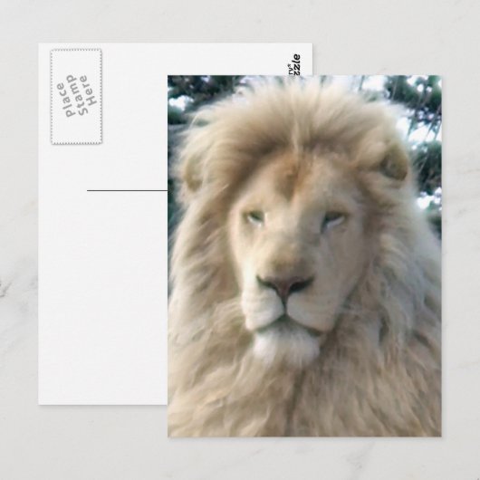 Lion Head Postkarte (Vorne/Hinten)