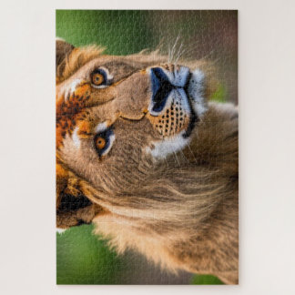 Lion Headshot Puzzle