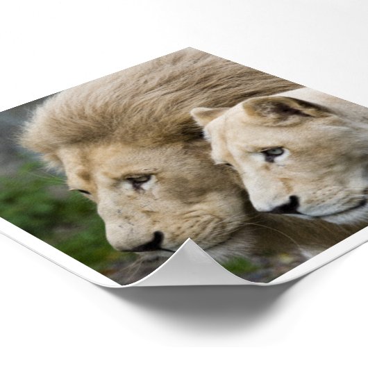 Lion & him Lioness Poster (Ecke)