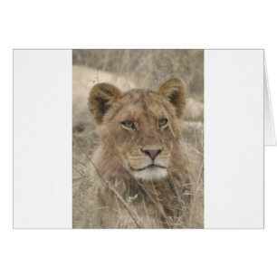 Lion im Kruger Nationalpark
