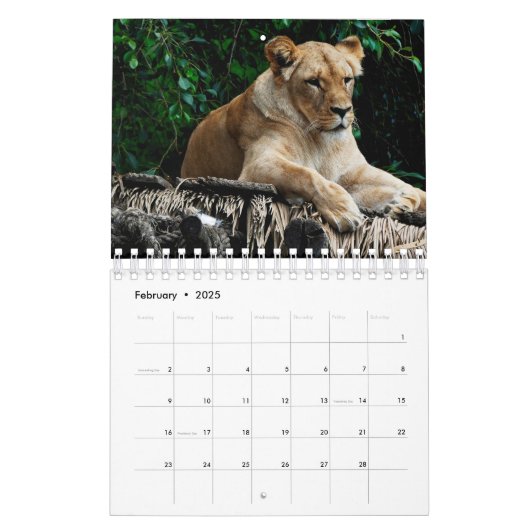 Lion Kalender (Feb 2025)