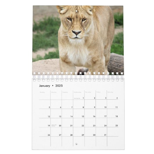 Lion Kalender (Jan 2025)