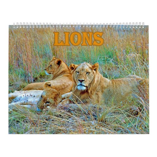 lion kalender (Titelbild)