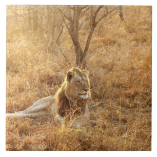 Lion Keramik Tile Fliese