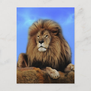 Lion King in Afrika Postkarte