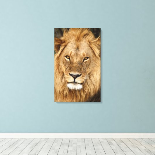 Lion King mit großer Mane Leinwanddruck (Insitu (Holzboden))