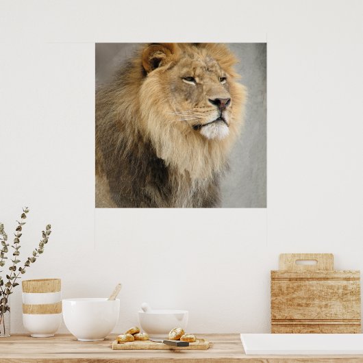 Lion King of the Dschungel Poster (Küche)