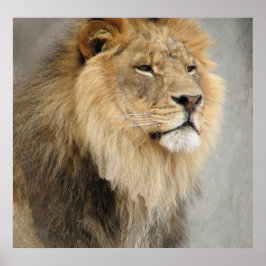 Lion King of the Dschungel Poster