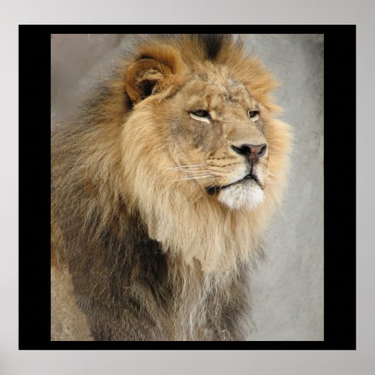 Lion King of the Dschungel Poster (Vorne)