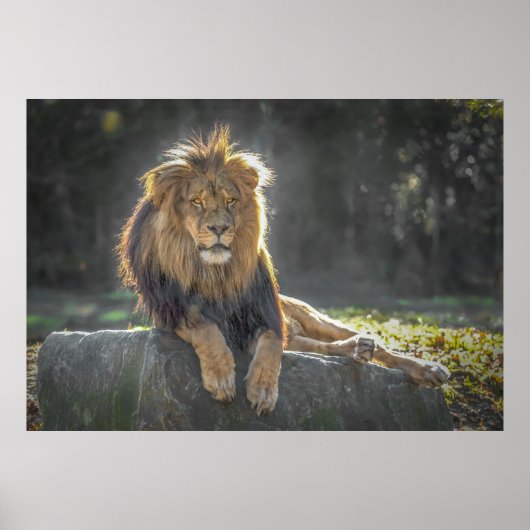 Lion King of the Dschungel Poster (Vorne)