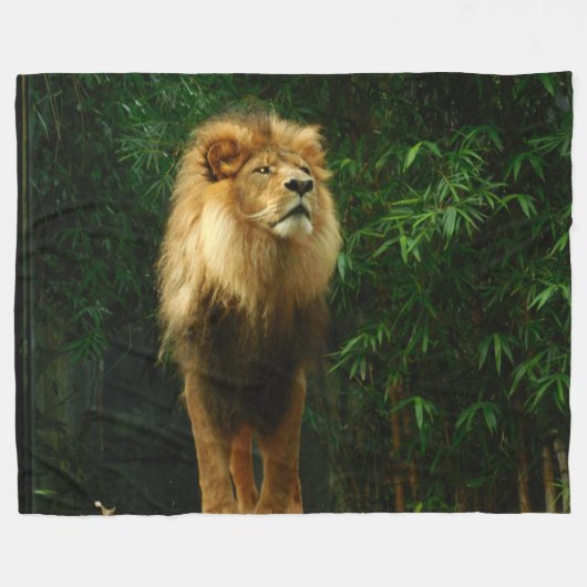 LION, KÖNIG DER UNGLE FLEECEDECKE (Vorderseite (Horizontal))