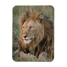 LION Kühlschrank Magnet IHRE Fotovorlage