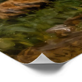 Lion & Lamb in the Roses Poster (Ecke)