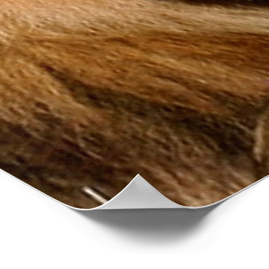 Lion Liebe Poster (Ecke)