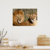 Lion Liebe Poster (Küche)