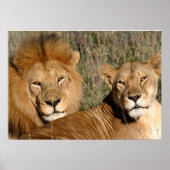 Lion Liebe Poster (Vorne)