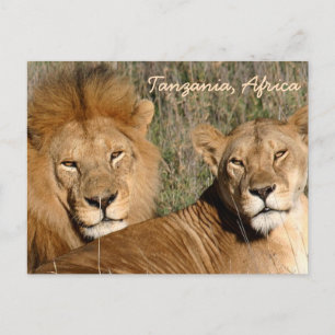 Lion Liebe Postkarte