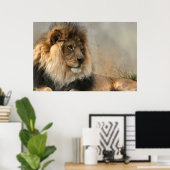 Lion liebt Löwe in der Erholung Poster (Heimbüro)