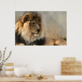 Lion liebt Löwe in der Erholung Poster (Küche)