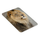 Lion Lovers King of the Dschungel Magnet (Rechte Seite)
