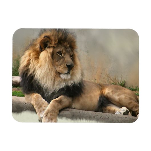 Lion Lovers King of the Dschungel Magnet (Horizontal)