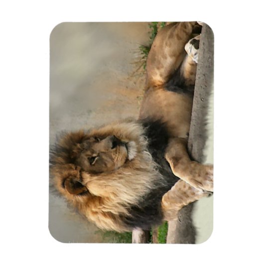Lion Lovers King of the Dschungel Magnet (Vertikal)