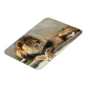 Lion Lovers King of the Dschungel Magnet (Linke Seite)