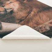 LION LYING ON BROWN ROCK SHERPADECKE (3/4)