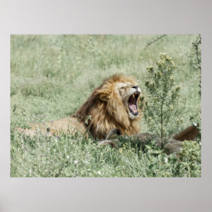 LION LYING ON GREEN GRASS WÄHREND DES TAGES POSTER