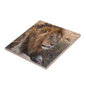 Lion Maasai Mara National Reserve, Kenia Fliese (Seite)