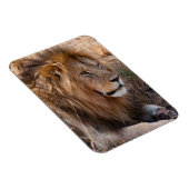 Lion Maasai Mara National Reserve, Kenia Magnet (Rechte Seite)