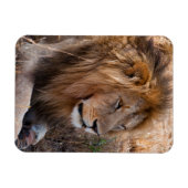 Lion Maasai Mara National Reserve, Kenia Magnet (Horizontal)
