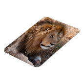 Lion Maasai Mara National Reserve, Kenia Magnet (Linke Seite)