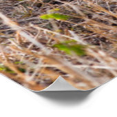 Lion Maasai Mara National Reserve, Kenia Poster (Ecke)