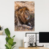 Lion Maasai Mara National Reserve, Kenia Poster (Heimbüro)