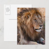 Lion Maasai Mara National Reserve, Kenia Postkarte (Vorne/Hinten)