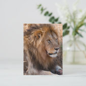 Lion Maasai Mara National Reserve, Kenia Postkarte (Stehend Vorderseite)