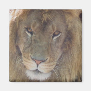 Lion Magnet