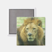 Lion Magnet (Vorderseite/Rückseite)