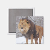 Lion Magnet (Vorderseite/Rückseite)