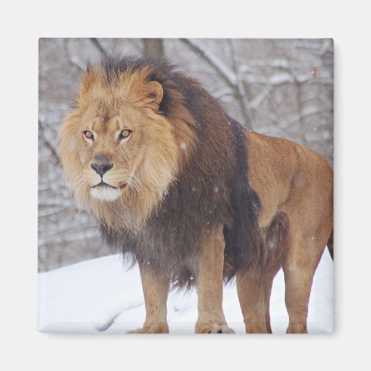 Lion Magnet (Vorne)