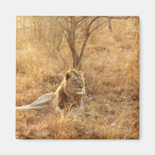 Lion Magnet